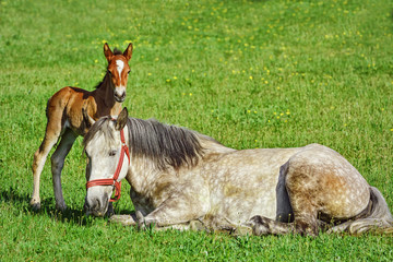 Horse with Foal