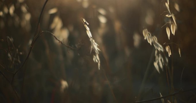 Spikelets of grass swaying in the wind outside at sunset with sun flares
