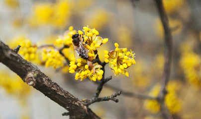Bee. Yellow flowers. Honey production. Flowering tree, close up. A honey bee collects pollen from a fruit tree. Dogwood tree in bloom.