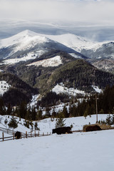 Fototapeta premium Winter in the mountain village Dzembronya with Chornohora ridge !