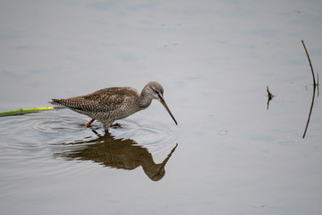 Dunkler Wasserläufer an einem See in der Eifel