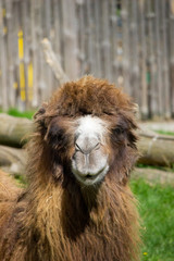 Camel