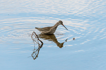 Dunkler Wasserläufer an einem See in der Eifel
