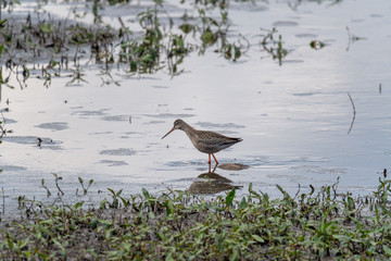 Dunkler Wasserläufer an einem See in der Eifel
