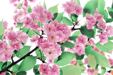 Blossom tree over white background. Spring flowers. Spring Background