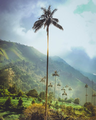 palm trees and blue sky