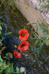 Three red poppies looking at the warm spring.