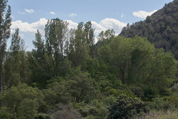 Bright and hot spring day in the bush.