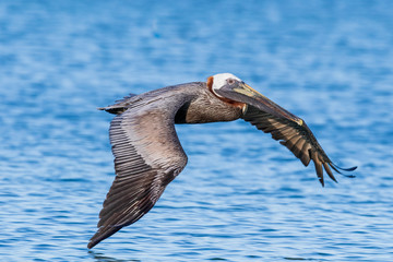 brown pelican in flight