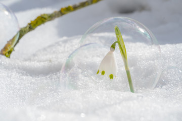 Märzenbecher in Seifenblase im Schnee