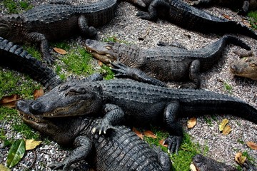 Alligators at a zoo