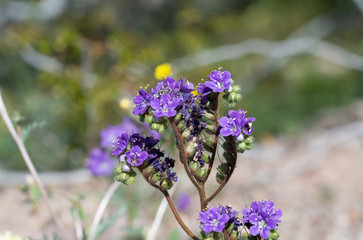 Phacelia crenulata has deep purple flowers and many common names like notch leaf scorionweed and cleftleaf wildheliotrope, Oils from this abundant desert annual give some people a poison ivy like ras