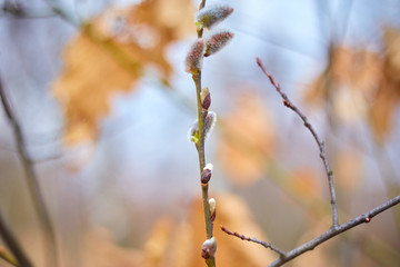 Flowering branch of pussy willow in the spring forest, selective focus, blurred background