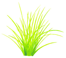 Watercolor bright green yellow grass isolated on white. Hand drawn illustration. Aquarelle textured floral clipart. Spring, summer fresh greenery collection. Botanical forest garden design element