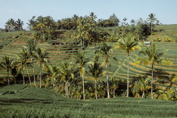 rice terraces in bali