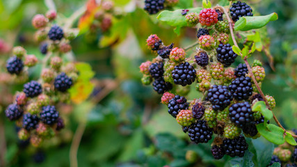 Moras Silvestres de cerca