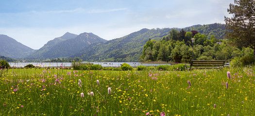 Fototapeta na wymiar wildflower meadow at spa garden schliersee, view to brecherspitze mountain, bavarian spring landscape