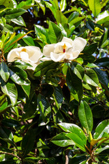 Late May sunlit Magnolia grandiflora flowers in Mantua Province, Lombardy, Italy