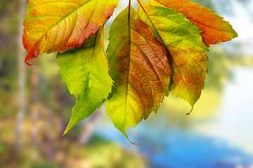 fall leaves large on a blurred background