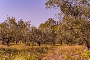 Panorama of olive trees. Sun rays in the frame and blue sky. Copy space