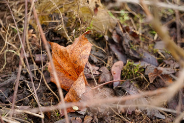 Orangenes Laubblatt liegt Ästen auf dem Boden