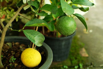 Lemon tree with its fruits 4