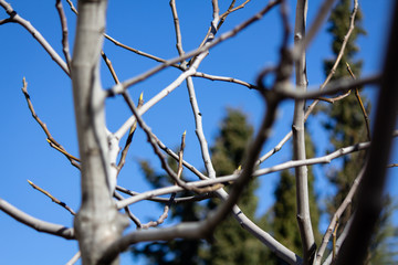 Branches of a tree starting to grow in the spring
