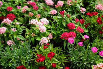 Various color flowers with green leaves 1