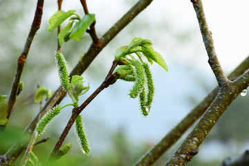 branch of a tree in spring