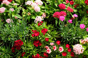 Various color flowers with green leaves 2