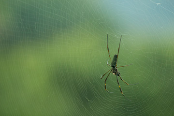 Araña en su tela