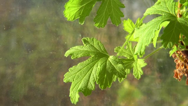 Green houseplant leaf in a close-up scenic view. The plant of fragrant geranium (Citronella or Lemon-Scent Pelargonium). 