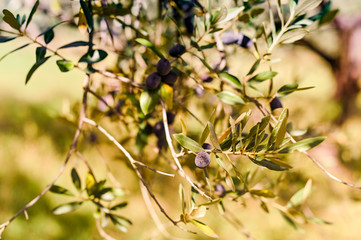 Olives on the branches in the garden. Sunlight through the leaves. Sunny Italian gardens. Selective focus in the frame. branches are out of focus. Copy space. Horizontal