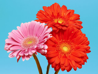 Three Herbera flowers red and pink on light blue background, isolated