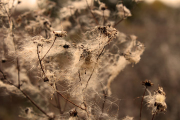 autumn grasses in pastel colors