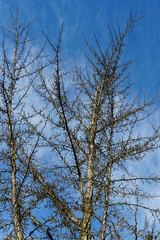 Ginko biloba tree in winter showing ist crown with nude branches and twigs on the background of blue sky with cirrus clouds on a sunny day in winter