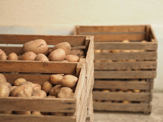 Fresh Organic Potato on Tray at the Farmer Market, Selective Focus.  A pile of organic potatoes lying in a tray.