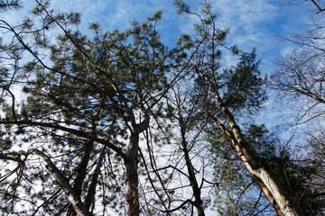 a group of Pinus strobus, commonly denominated the eastern white pine, northern white and soft pine, trees. photo taken in an upward view