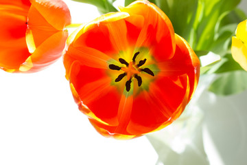 Bright red yellow orange color tulip spring flower holiday bouquet floral background