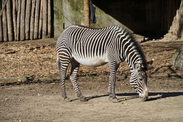 Fototapeta na wymiar The Grevy's zebra, Equus grevyi, also known as the imperial zebra, lateral view