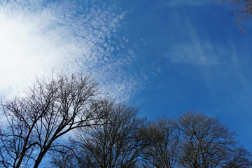 tree tops of a group of trees on the background of the blue sky with cirrus clouds on the leaf side of the photo