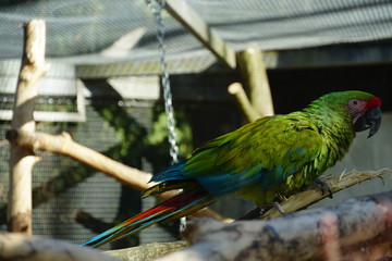 Obraz premium Great Green Macaw, Ara ambiguus, in a cage in zoo