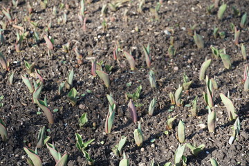 young tulip plants growing on a field covering the whole photo. The plants are planted in regular distance from each other