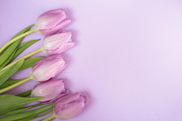 Purple tulips on the purple background with copyspace