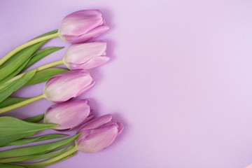 Purple tulips on the purple background with copyspace