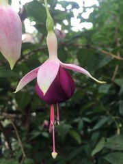 Primer plano de una flor fucsia con sépalos rosa palo