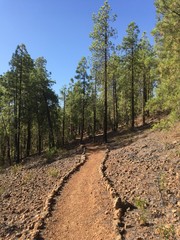 Sendero de tierra que conduce hacia un bosque de pinos