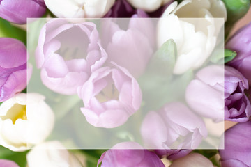 Bouquet of the purple and white tulips with copyspace on it