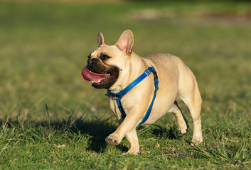 Pug running on the field