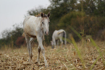 White young horse in the meadow